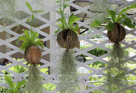 Trees hanging on the white lath wall.の写真素材