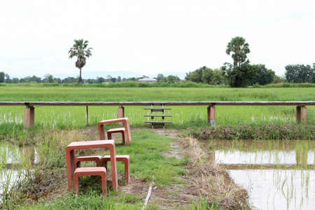 The pathway in the rice field behind is a wooden bridge.