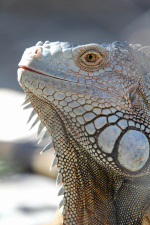 Close-up of a large iguana in a cage in the zoo.の写真素材