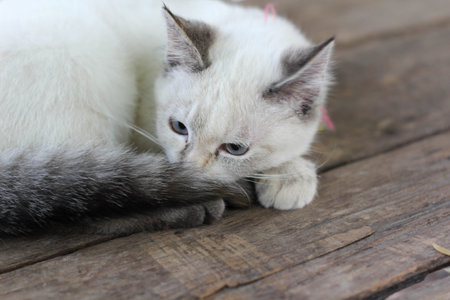 A white cat is sitting and lookingの写真素材