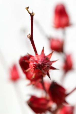 Roselle fruits isolated on white background