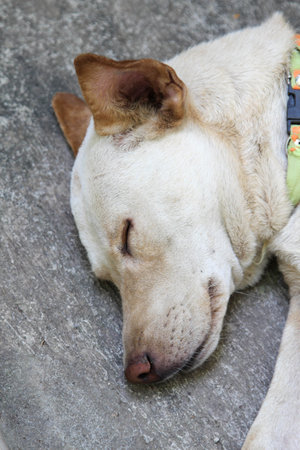 A white dog sleeping on concrete  floorの写真素材
