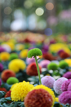 Dahlia flowers in the nature gardenの写真素材