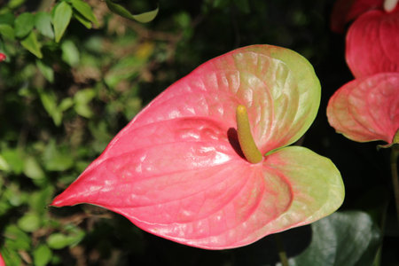 Pink anthurium flower in the nature garden
