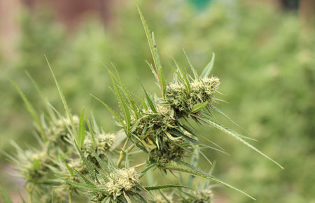 Green Marijuana tree or cannabis plant growing in the field