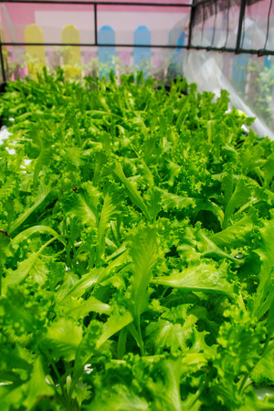 Convert vegetables Non-toxic green healthy choices の写真素材