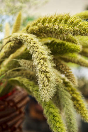 Grass  nature and the beauty of the decorations の写真素材