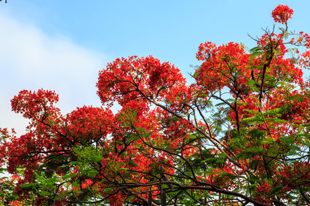 Garden natural bright red flower field in winter.の写真素材