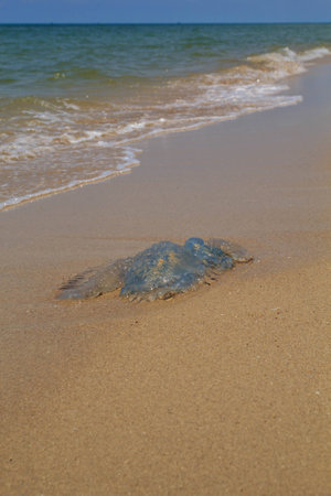 Blue jellyfish sea  are beach animals dangerous.の写真素材