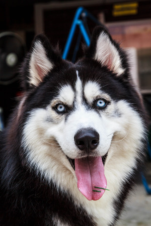 Siberian Husky dog in closeup shot の写真素材