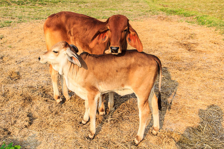 Cattle feeding in rural areas for agriculture.の写真素材