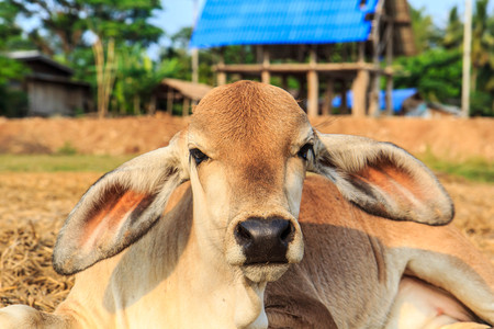 Cattle feeding in rural areas for agriculture.の写真素材
