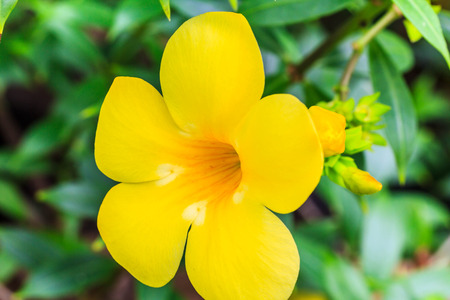 One flower yellow singleの写真素材