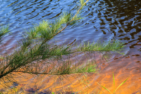 Natural green pine forests in the tropics.
