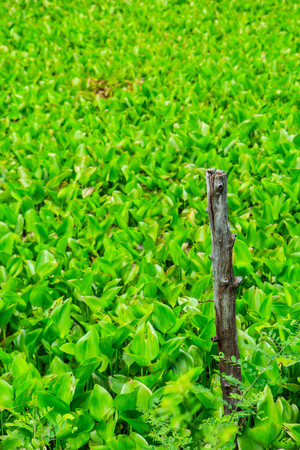 Green aquatic plant ecology of the fish.の写真素材