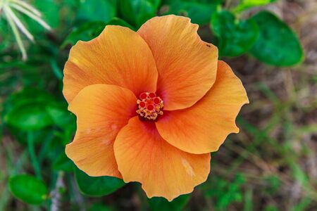 Orange flower on grass natural bright red.