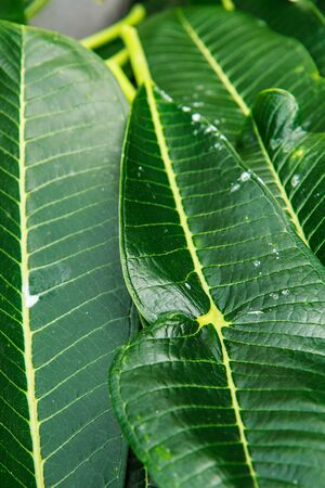 Green plants leaf in tropical forests moist.