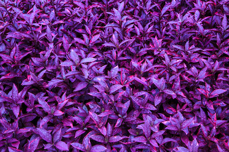 Purple Grass Nature Parkの写真素材