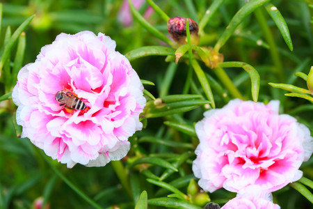 Camomile flowers in the field against and gardenの写真素材
