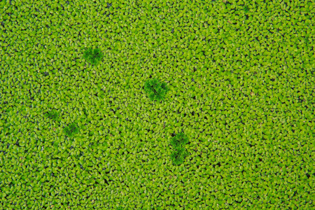 Live Aquarium Floating Plants or Dwarf Water Lettuceの写真素材