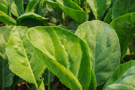 Close-up kale plant in the farmlandの写真素材
