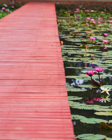 The wooden bridge walkway natural lotus in Thailand.の写真素材