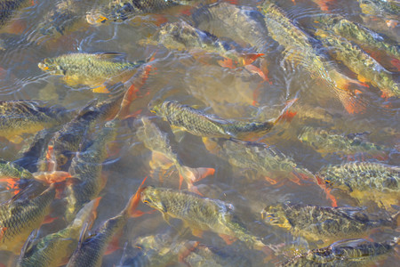 Many Fishes Scramble For Food, competition concept, concept for help