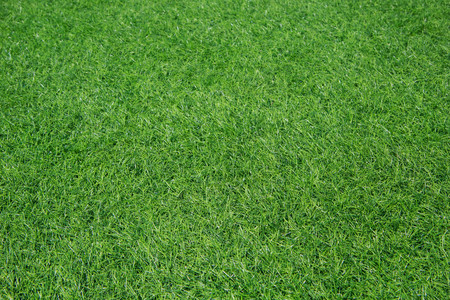 Green grass background texture.の写真素材