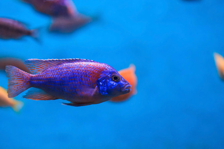 There's a view one of the aquariums with a coral riff in Museum of Oceanography May 19, 2016 in Prachuap Khiri Khan, Thailand.の写真素材