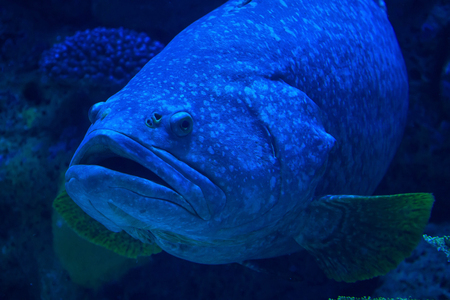 There's a view one of the aquariums with a coral riff in Museum of Oceanography May 19, 2016 in Prachuap Khiri Khan, Thailand.の写真素材