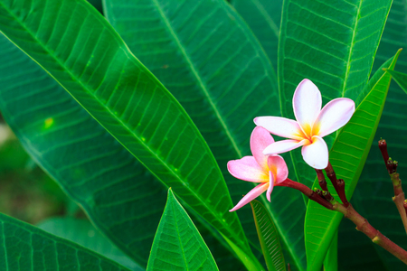 white and pink plumeria flowers with leavesの写真素材