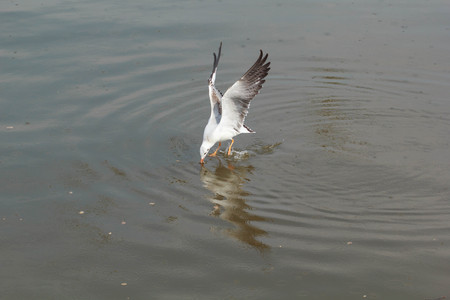 Migratory seagulls flock to the Bang Pu Seaside, Thailand during November and April.の写真素材