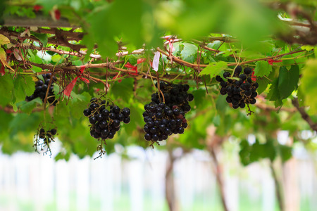 ripe grapes hanging on tree.