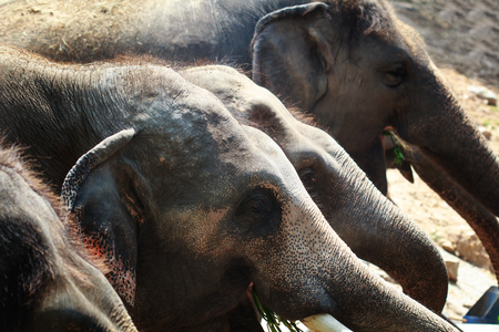 The elephants lined focus  at eyes.の写真素材
