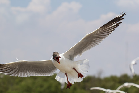Seagull flying and landing with open wings on the mangroves.