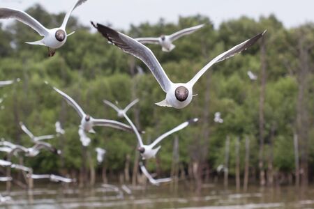 The flock of seagulls flying near the sea and Mangrovesの写真素材