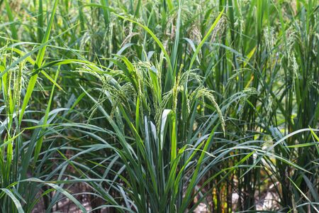 Rice field in morning time.の写真素材
