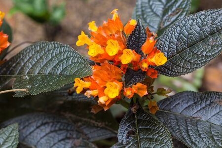 floral nature background of orange flowers