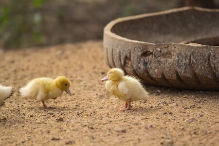 Yellow Duckling carefree eating food on the ground in the tray.