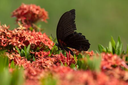 A beautiful butterfly sucking nectar on a red flowerの写真素材