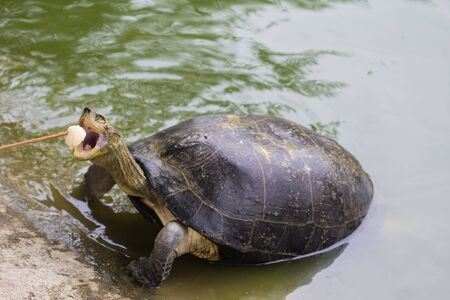 turtle eat banana in the pond