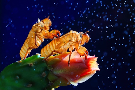 Cicada slough on a blue background.の写真素材