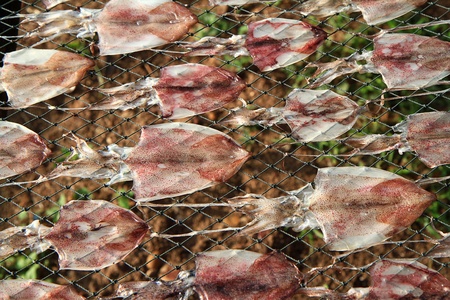 Squid drying in the sunの写真素材