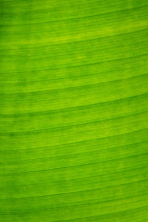 Banana leafの写真素材