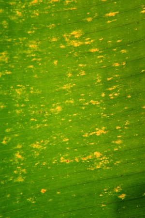 Banana leafの写真素材