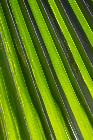 Green palm Leafの写真素材
