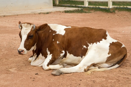 Dairy cowsの写真素材