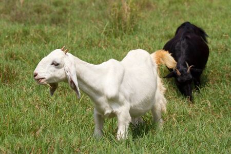 Goat on a meadowの写真素材