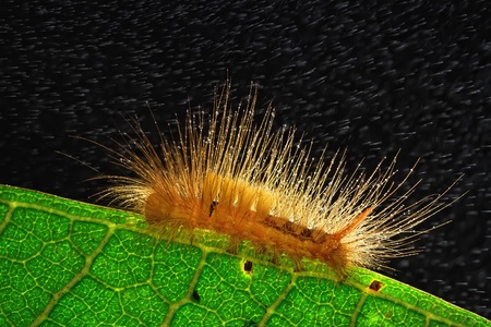 Caterpillar against black backgroundの写真素材
