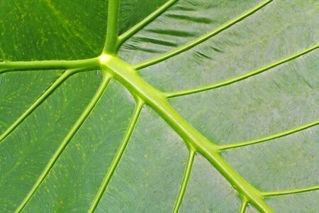 caladium leave